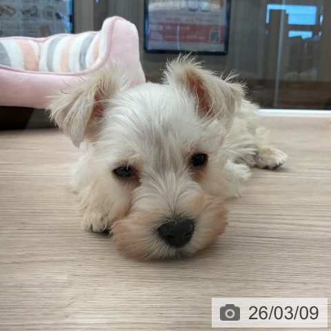 石川県のミニチュアシュナウザー (ペットプラス 新小松店/2026年1月2日生まれ/男の子/ホワイト)の子犬の3枚目の画像
