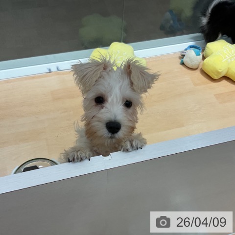 ミニチュア・シュナウザーの写真