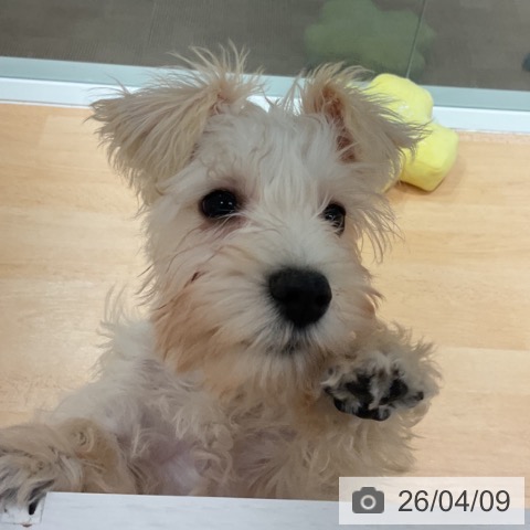 ミニチュア・シュナウザーの写真