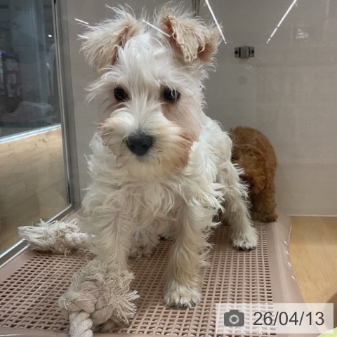 ミニチュア・シュナウザーの写真