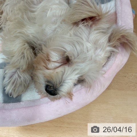 ミニチュア・シュナウザーの写真