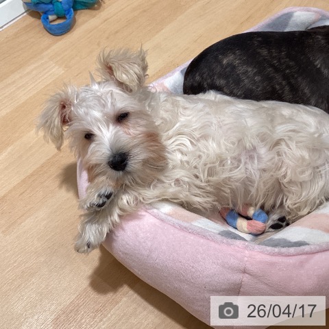 ミニチュア・シュナウザーの写真