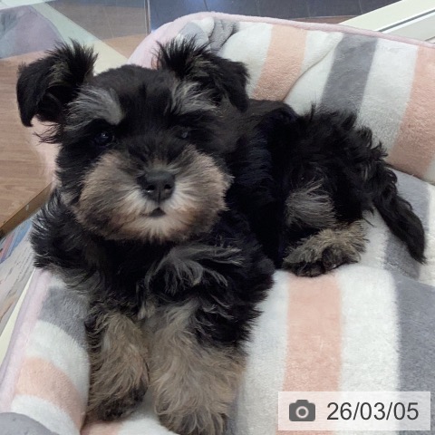 岐阜県のミニチュアシュナウザー (ペットプラス 各務原店/2026年1月2日生まれ/女の子/ブラックシルバー)の子犬の4枚目の画像