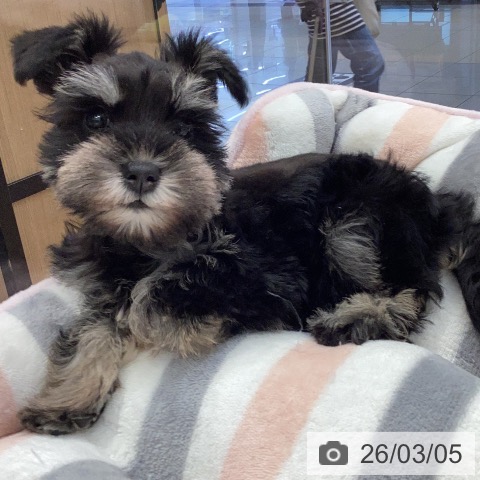 岐阜県のミニチュアシュナウザー (ペットプラス 各務原店/2026年1月2日生まれ/女の子/ブラックシルバー)の子犬の3枚目の画像