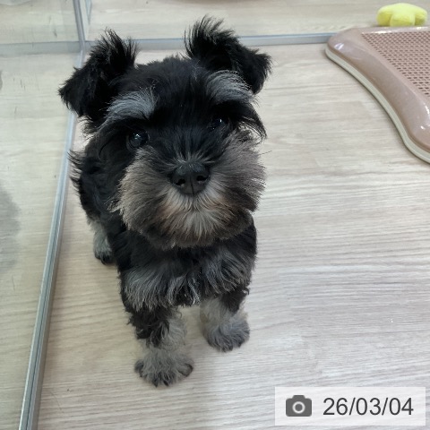 ミニチュア・シュナウザーの写真