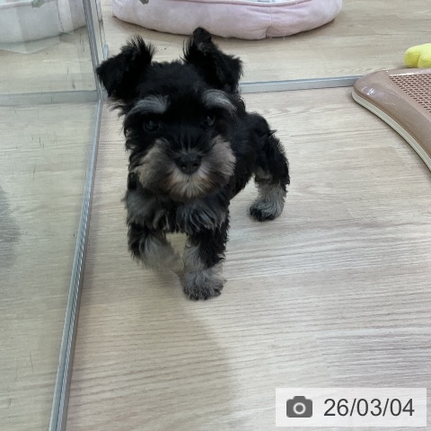 ミニチュア・シュナウザーの写真