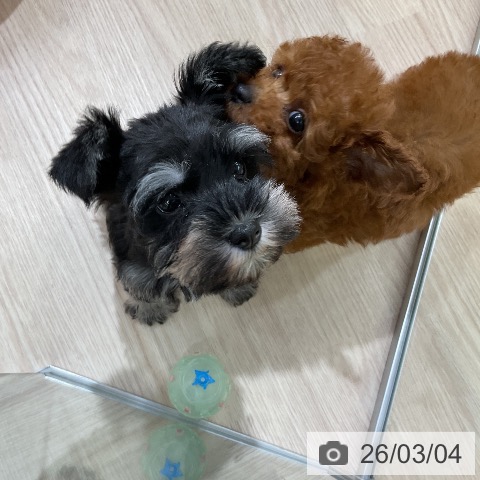 ミニチュア・シュナウザーの写真