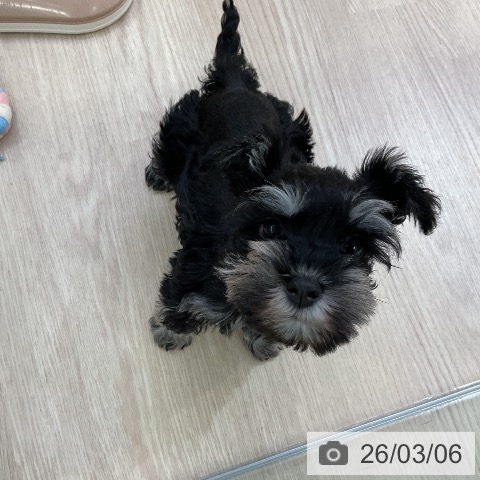 愛知県のミニチュアシュナウザー (ペットプラス ナゴヤドーム前店/2026年1月2日生まれ/女の子/ブラックシルバー)の子犬の3枚目の画像