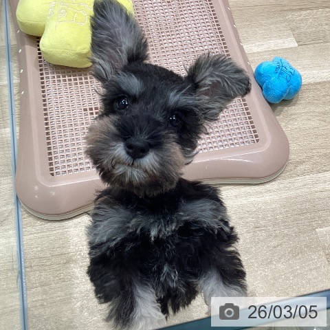 愛知県のミニチュアシュナウザー (ペットプラス 則武新町店/2026年1月2日生まれ/女の子/ソルトペッパー)の子犬の3枚目の画像