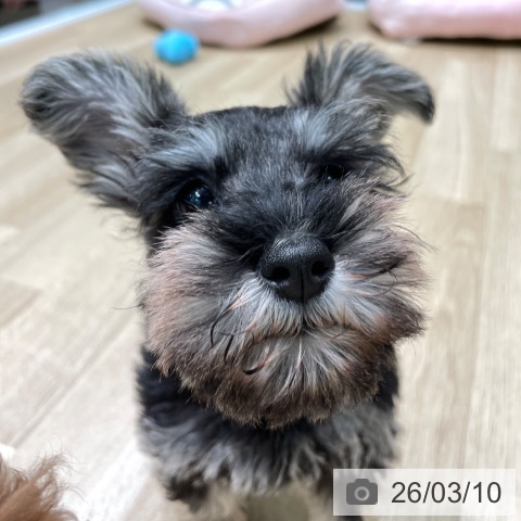 ミニチュア・シュナウザーの写真