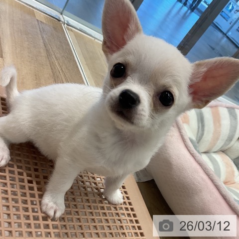 愛知県のチワワ(ロング) (ペットプラス 熱田店/2026年1月2日生まれ/男の子/クリームホワイト)の子犬の3枚目の画像