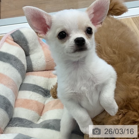 愛知県のチワワ(ロング) (ペットプラス 熱田店/2026年1月2日生まれ/男の子/クリームホワイト)の子犬の4枚目の画像