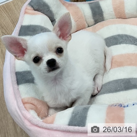 愛知県のチワワ(ロング) (ペットプラス 熱田店/2026年1月2日生まれ/男の子/クリームホワイト)の子犬の3枚目の画像