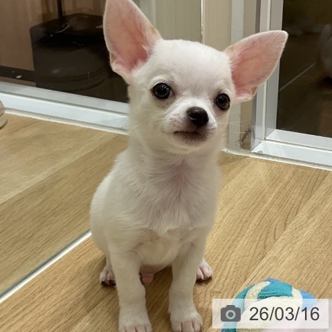 チワワの写真