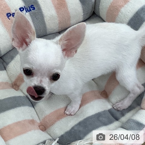 愛知県のチワワ(ロング) (ペットプラス 豊橋牧野店/2026年1月2日生まれ/男の子/クリーム)の子犬の4枚目の画像