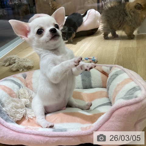 愛知県のチワワ(ロング) (ペットプラス イオンモール豊川店/2026年1月2日生まれ/男の子/クリーム)の子犬の3枚目の画像