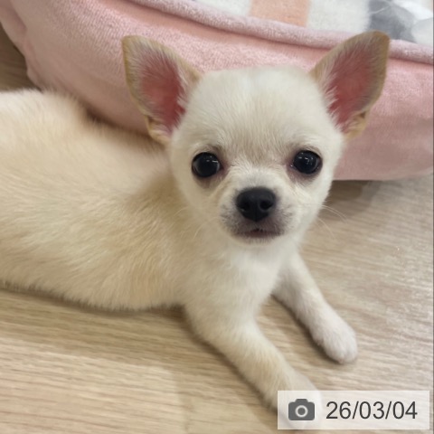 チワワの写真