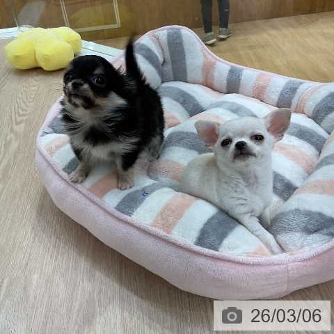 愛知県のチワワ(ロング) (ペットプラス ナゴヤドーム前店/2026年1月2日生まれ/男の子/ホワイトクリーム)の子犬の4枚目の画像