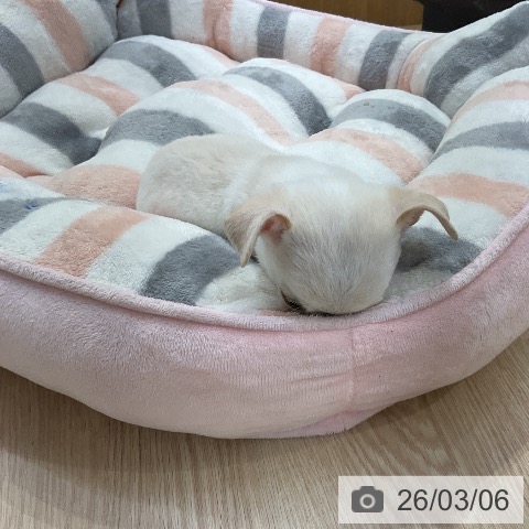 愛知県のチワワ(ロング) (ペットプラス ナゴヤドーム前店/2026年1月2日生まれ/男の子/ホワイトクリーム)の子犬の3枚目の画像