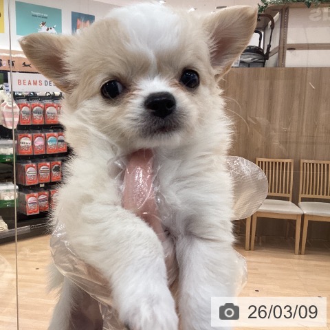 愛知県のチワワ(ロング) (ペットプラス 名古屋茶屋店/2026年1月2日生まれ/女の子/クリームホワイト)の子犬の4枚目の画像