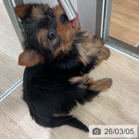 ヨークシャー・テリアの写真