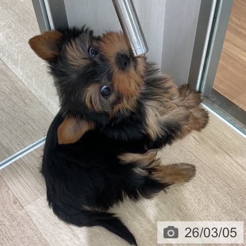 ヨークシャー・テリアの写真