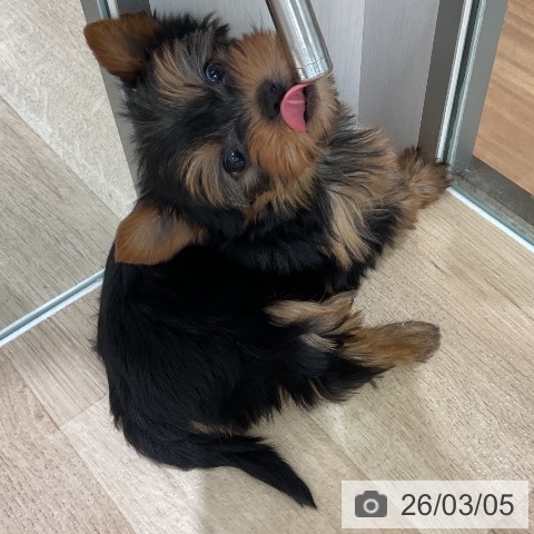 ヨークシャー・テリアの写真