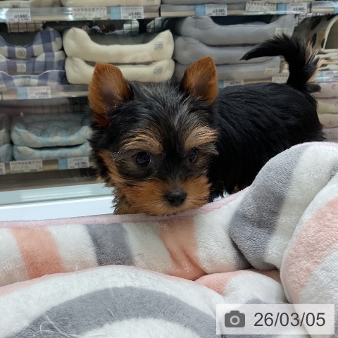 ヨークシャー・テリアの写真