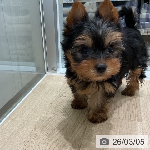 ヨークシャー・テリアの写真