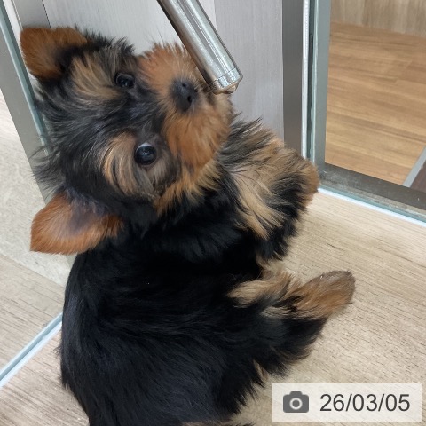 ヨークシャー・テリアの写真