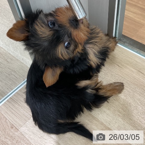 ヨークシャー・テリアの写真