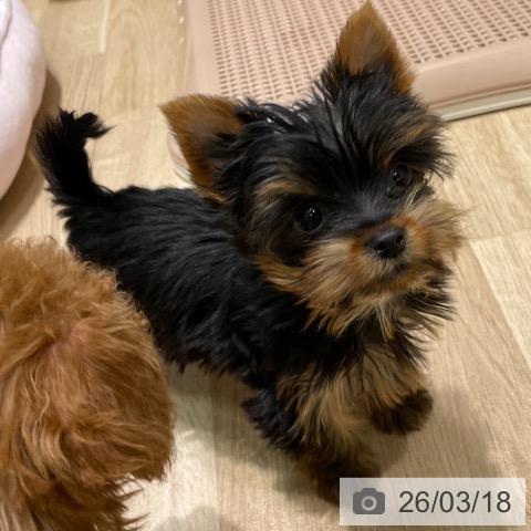 愛知県のヨークシャーテリア (ペットプラス 則武新町店/2026年1月1日生まれ/女の子/スチールブルータン)の子犬の4枚目の画像