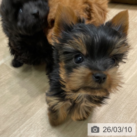 ヨークシャー・テリアの写真