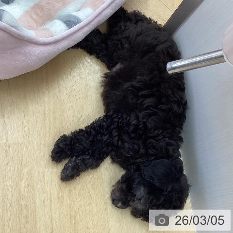 三重県のトイプードル(トイ) (ペットプラス 津南店/2026年1月2日生まれ/男の子/シルバー)の子犬の4枚目の画像