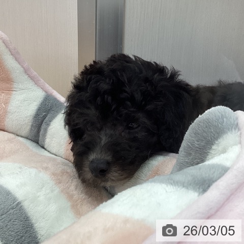 三重県のトイプードル(トイ) (ペットプラス 津南店/2026年1月2日生まれ/男の子/シルバー)の子犬の3枚目の画像