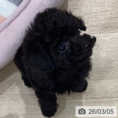 トイ・プードルの写真