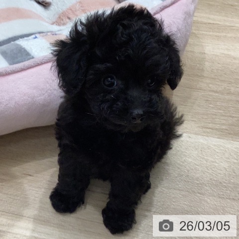 トイ・プードルの写真