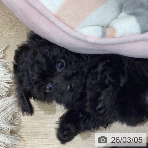 トイ・プードルの写真