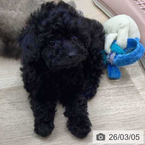 トイ・プードルの写真