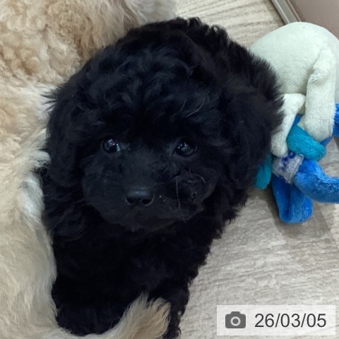 トイ・プードルの写真