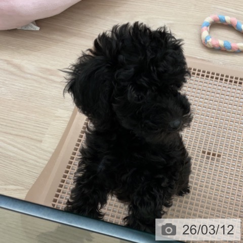福井県のトイプードル(トイ) (ペットプラス 福井店/2025年12月30日生まれ/男の子/ブラック)の子犬の4枚目の画像