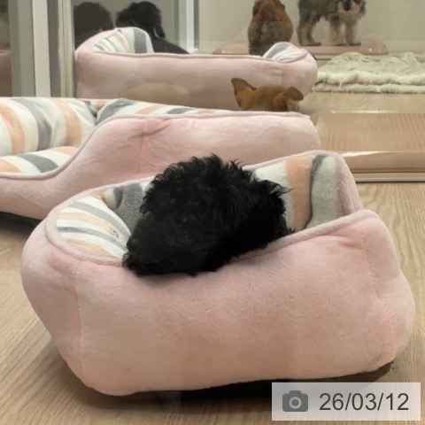 福井県のトイプードル(トイ) (ペットプラス 福井店/2025年12月30日生まれ/男の子/ブラック)の子犬の3枚目の画像