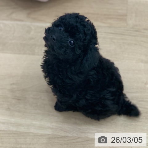 トイ・プードルの写真