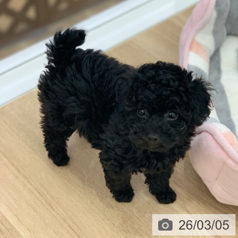 トイ・プードルの写真