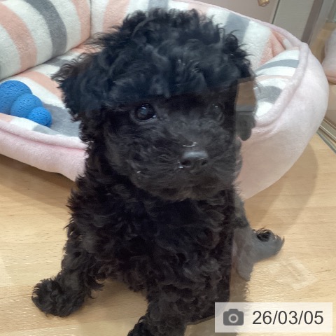 トイ・プードルの写真