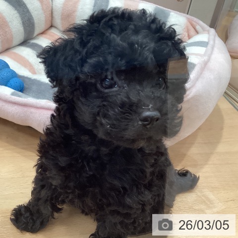 トイ・プードルの写真