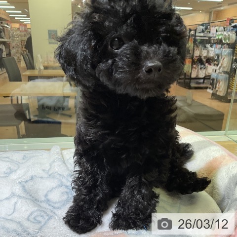 愛知県のトイプードル(トイ) (ペットプラス 岡崎店/2025年12月30日生まれ/女の子/ブラック)の子犬の4枚目の画像