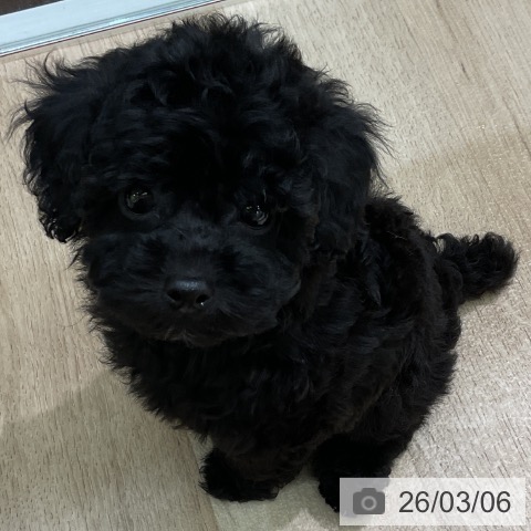 愛知県のトイプードル(トイ) (ペットプラス 岡崎店/2025年12月30日生まれ/女の子/ブラック)の子犬の3枚目の画像