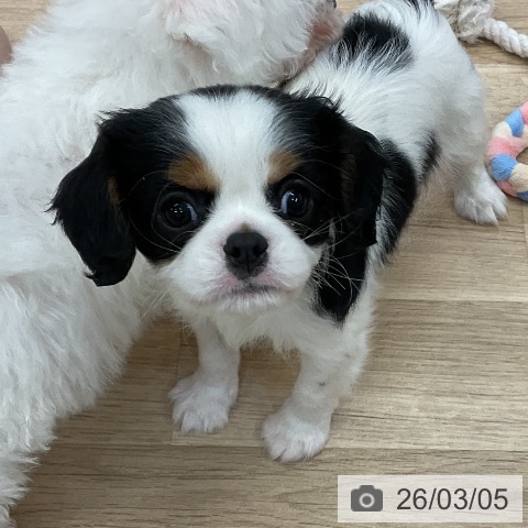 キャバリア・キングチャールズ・スパニエルの写真