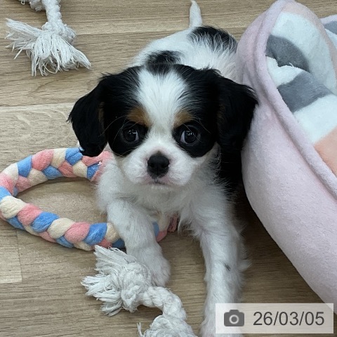 キャバリア・キングチャールズ・スパニエルの写真